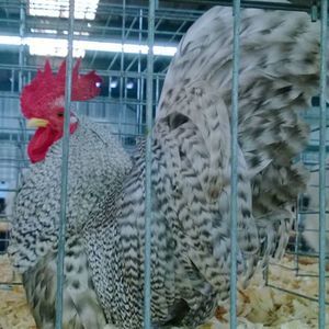 Meet your Posher, Pamela joanne